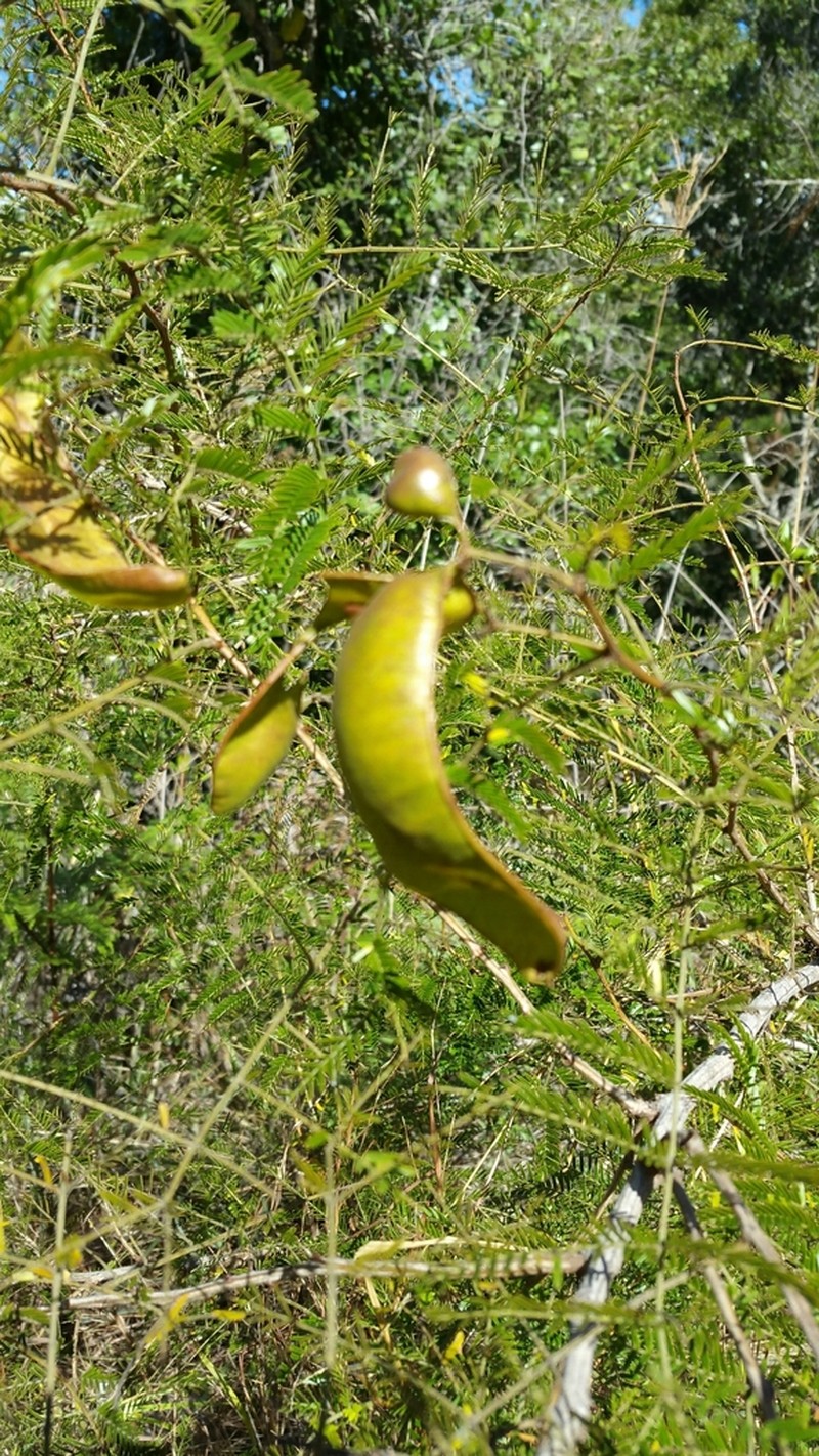 Mimosa vilersii photo 2