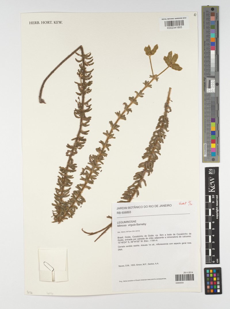 Mimosa virgula photo 3
