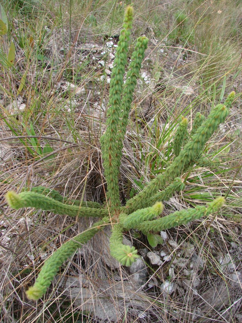 Mimosa virgula