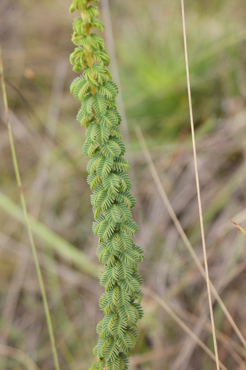 Mimosa virgula photo 4