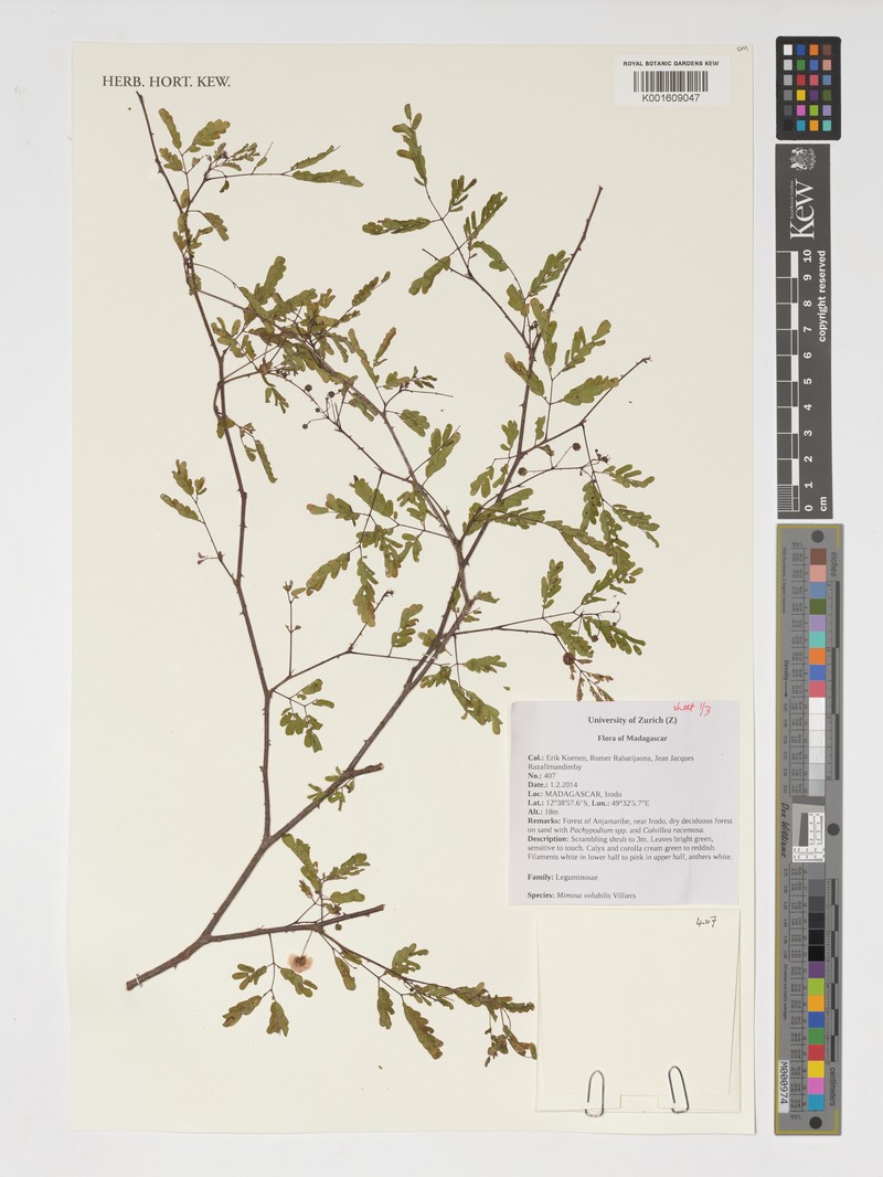 Mimosa volubilis