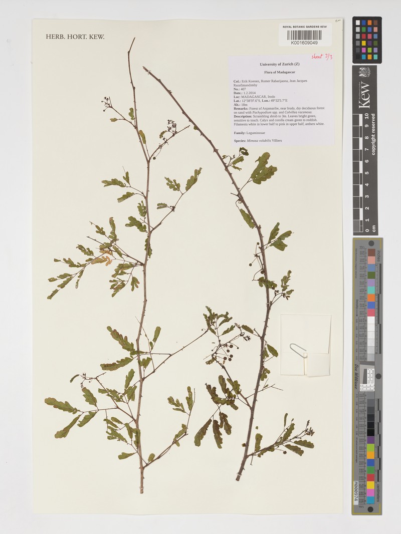 Mimosa volubilis photo 2