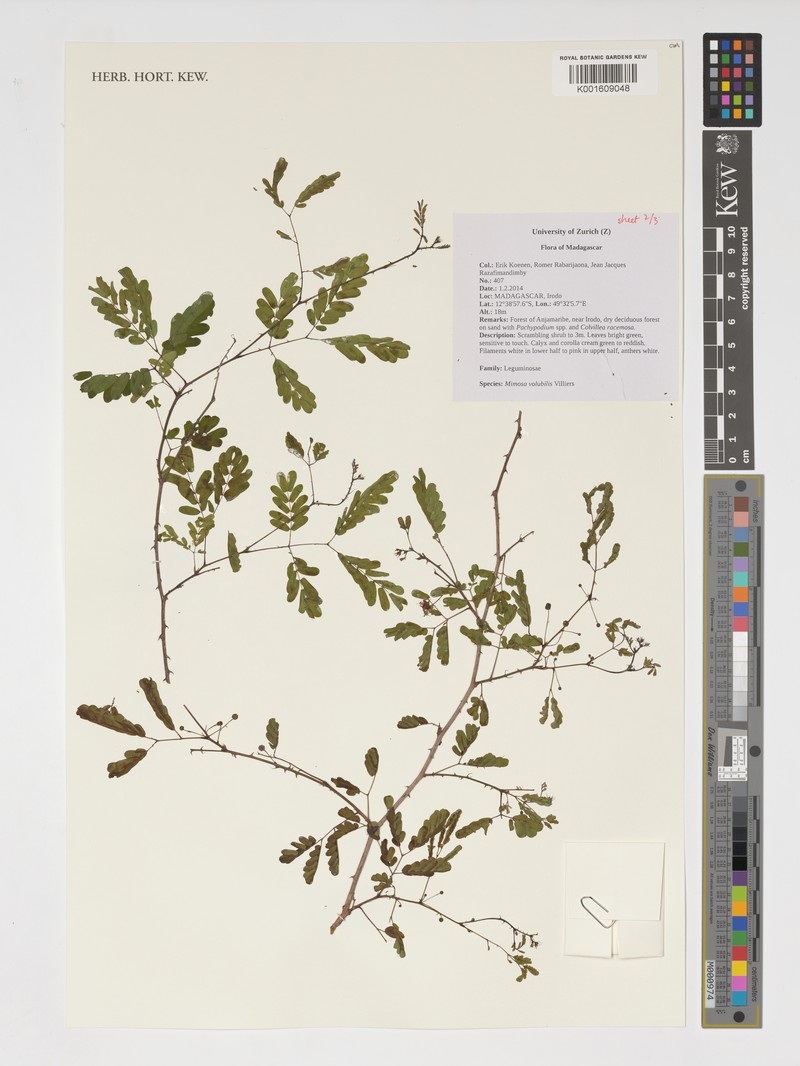 Mimosa volubilis photo 3