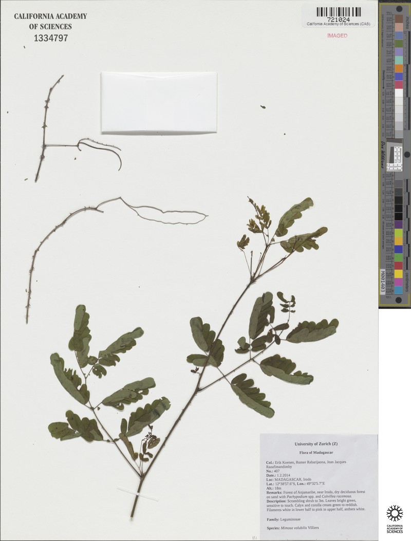 Mimosa volubilis photo 4