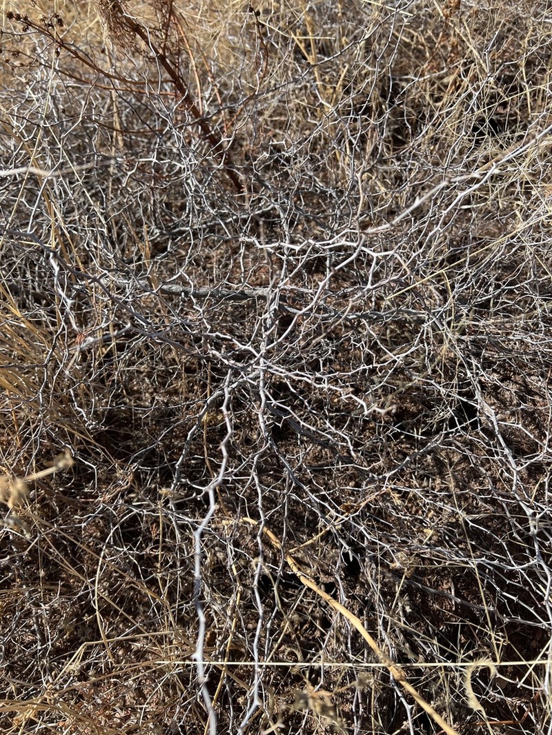 Mimosa warnockii