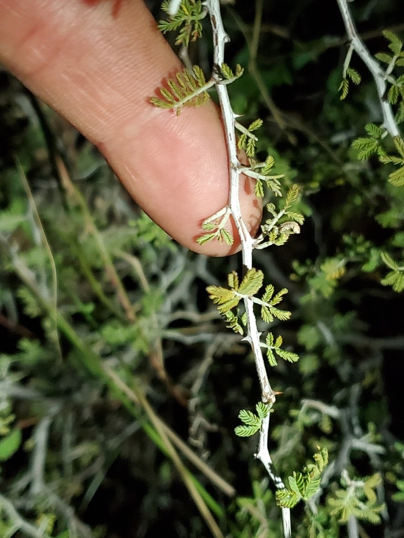 Mimosa warnockii photo 2