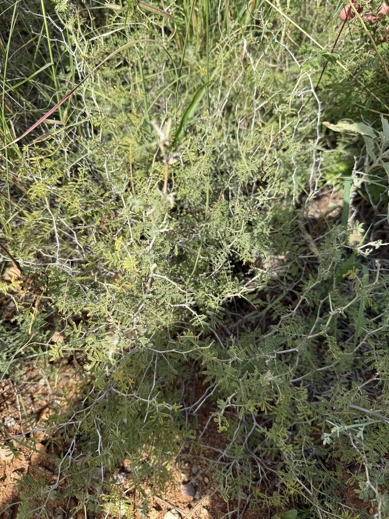 Mimosa warnockii photo 3