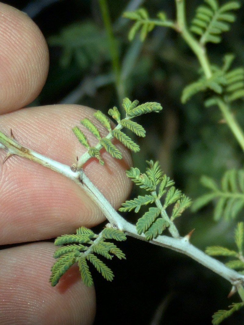Mimosa warnockii photo 5
