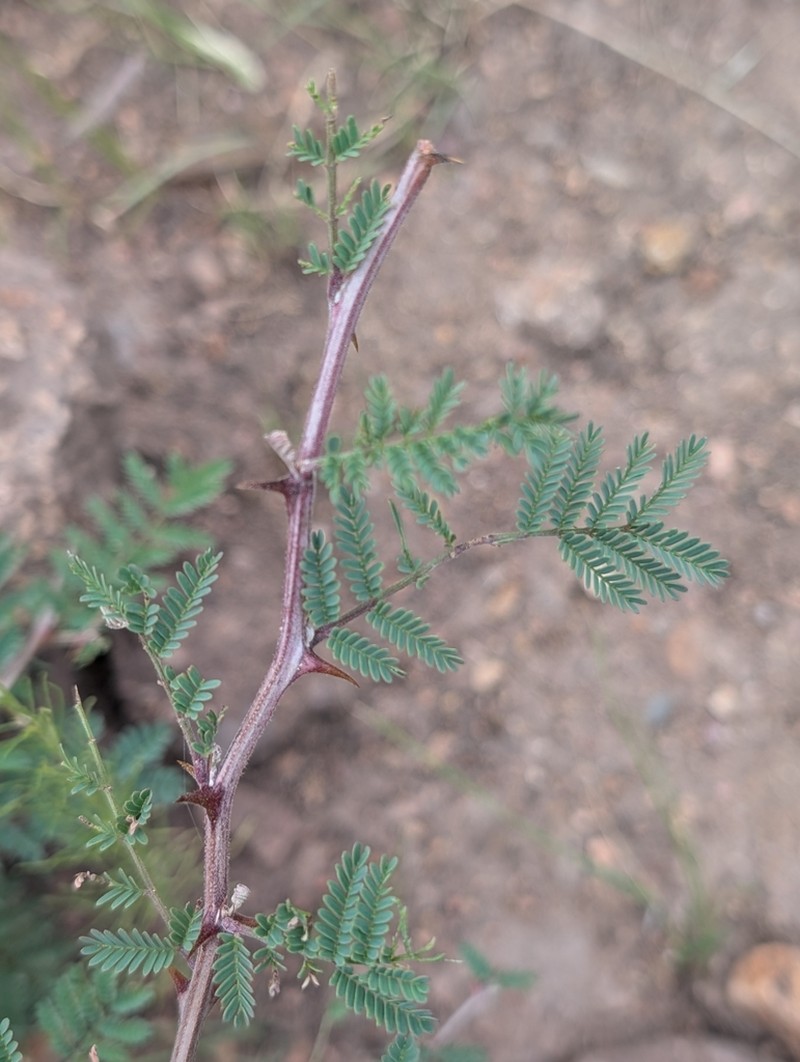 Mimosa warnockii photo 7