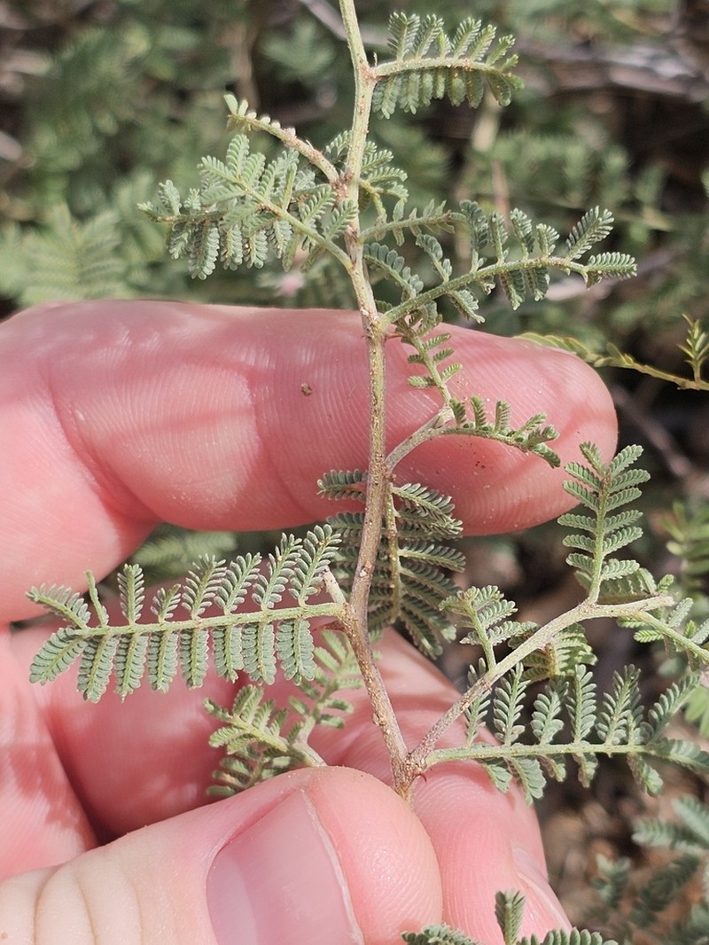 Mimosa warnockii photo 8