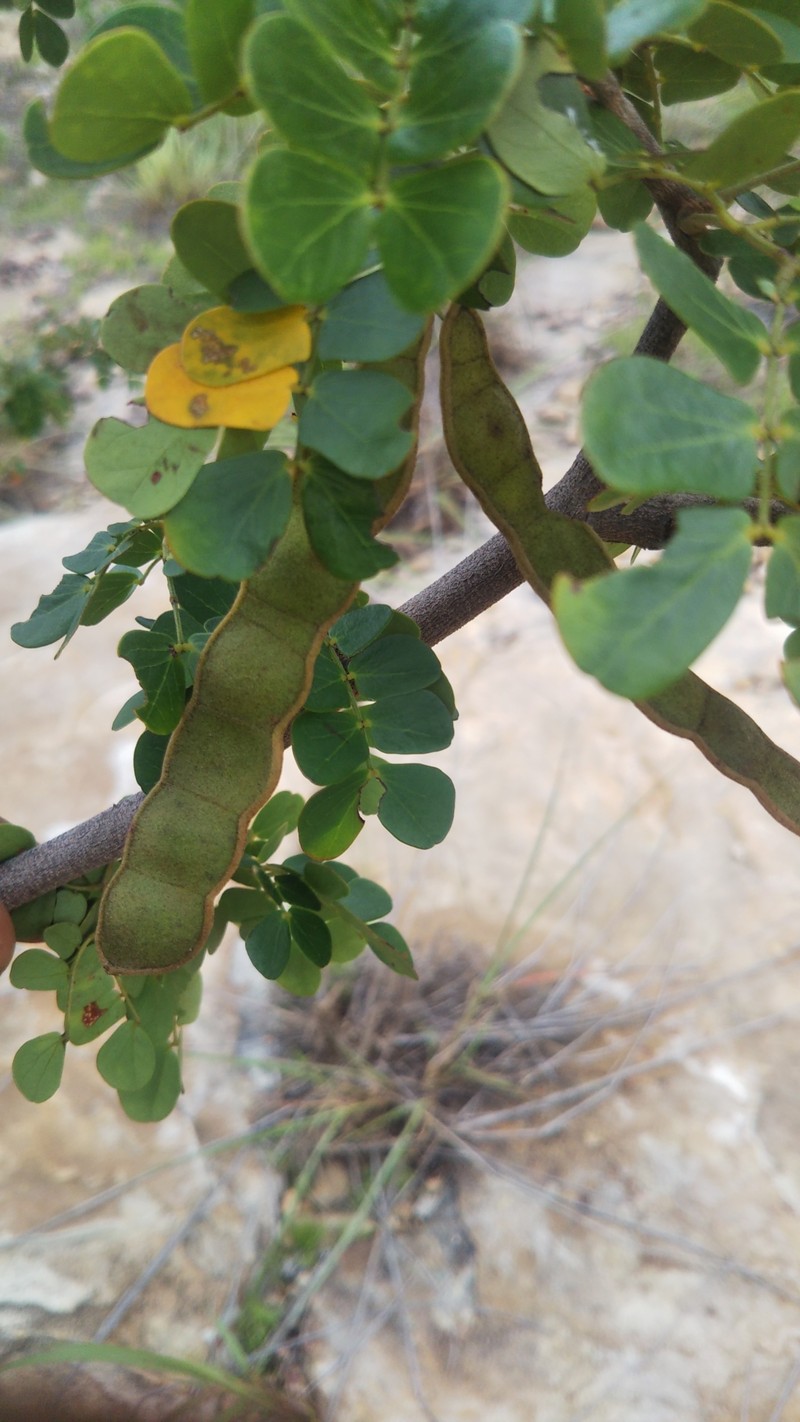 Mimosa waterlotii photo 4