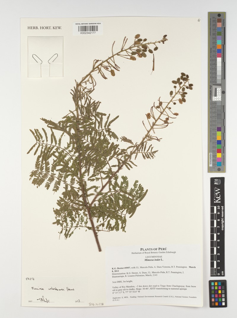 Mimosa weberbaueri