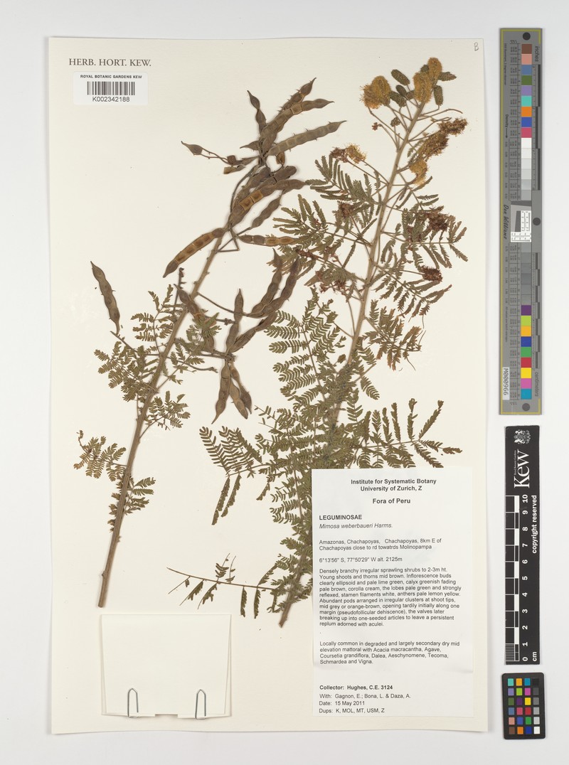 Mimosa weberbaueri photo 2