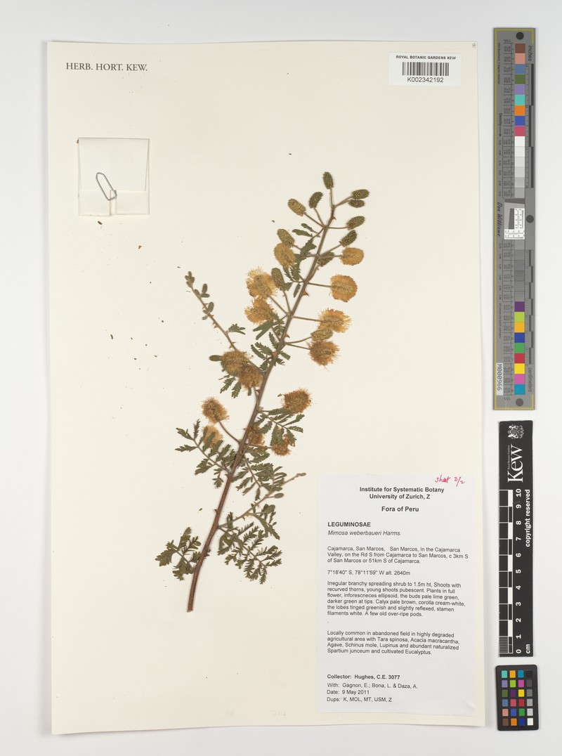 Mimosa weberbaueri photo 3