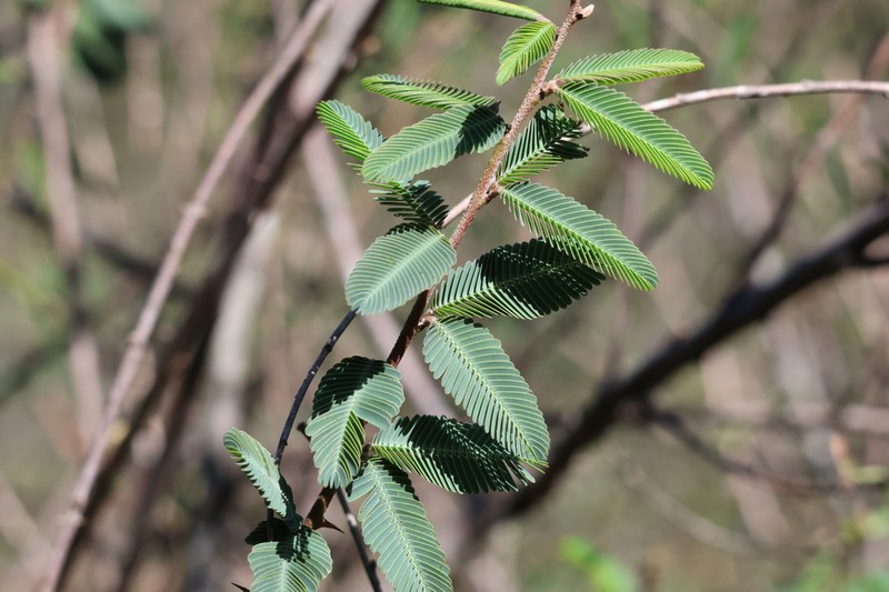 Mimosa weddelliana