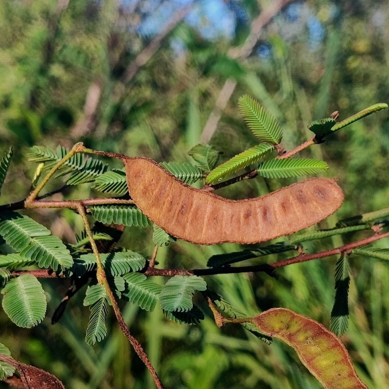 Mimosa weddelliana photo 2