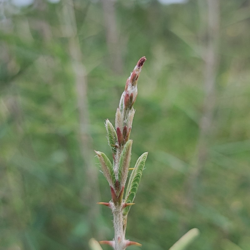 Mimosa weddelliana photo 3