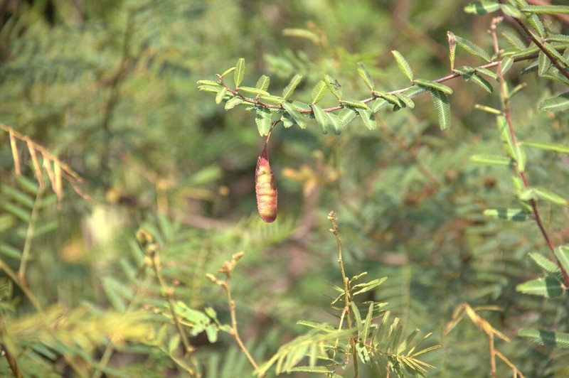 Mimosa weddelliana photo 4