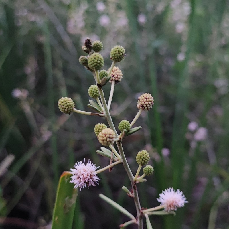 Mimosa weddelliana photo 5
