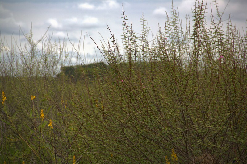 Mimosa weddelliana photo 7