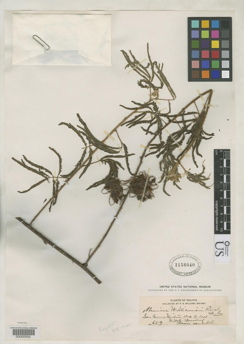 Mimosa williamsii