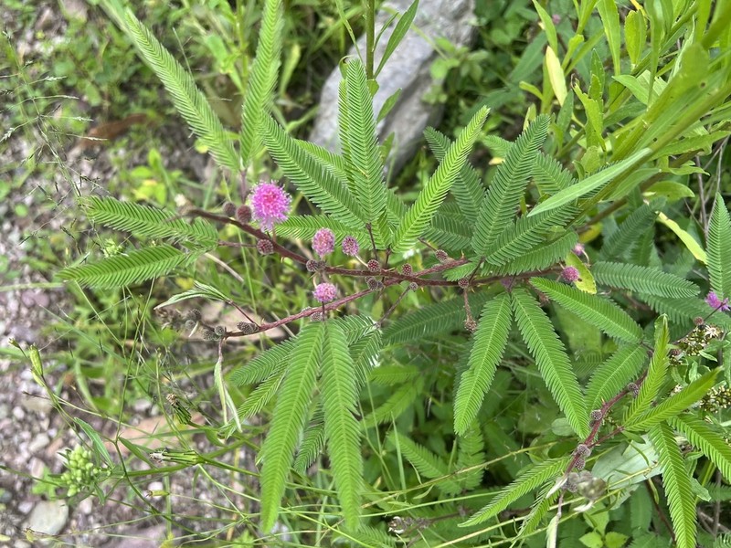 Mimosa xanthocentra photo 2