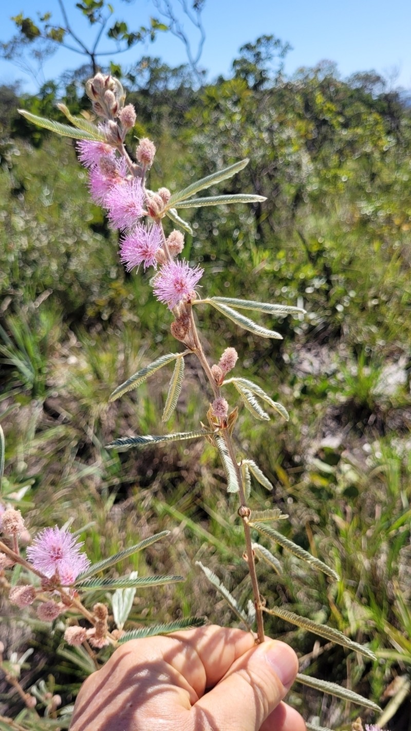 Mimosa xanthocentra photo 3