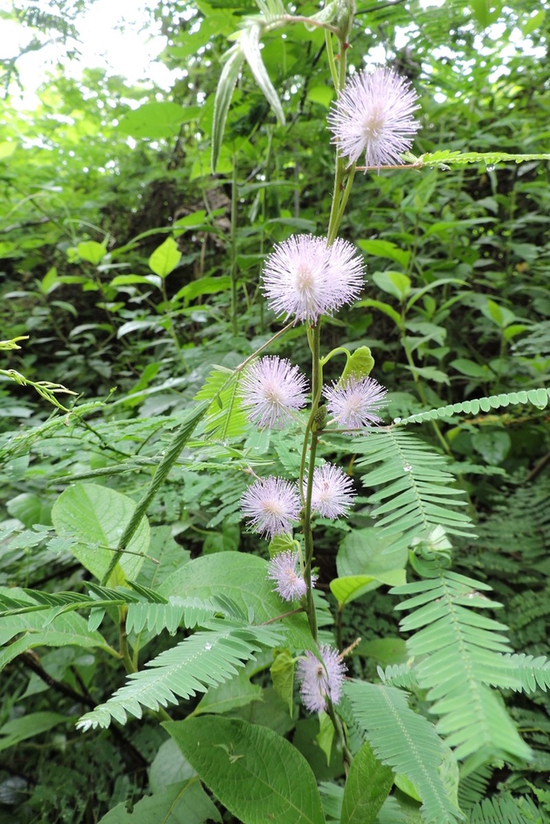 Mimosa xanthocentra photo 4