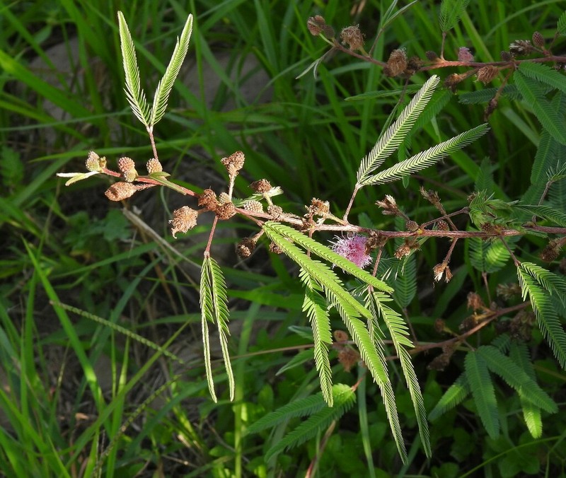 Mimosa xanthocentra photo 6
