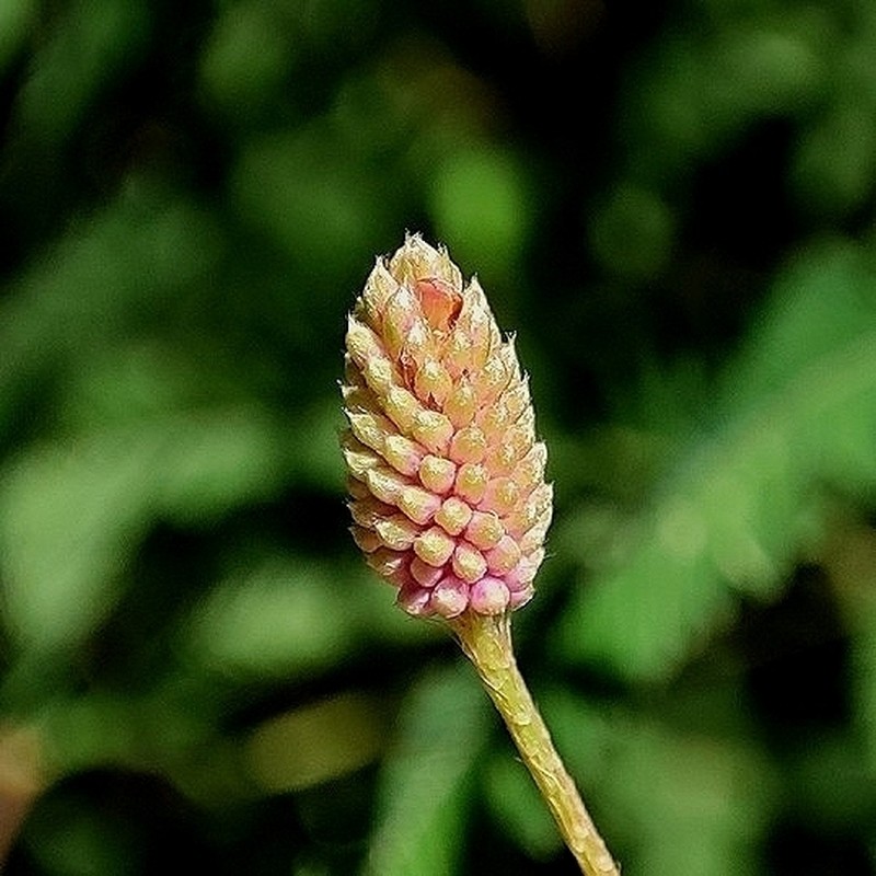 Mimosa xanthocentra photo 8