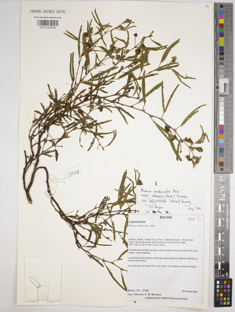 Mimosa xanthocentra var. longepetiolata
