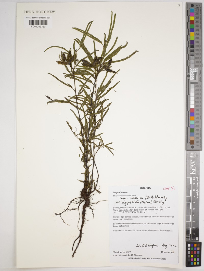 Mimosa xanthocentra var. longepetiolata photo 2