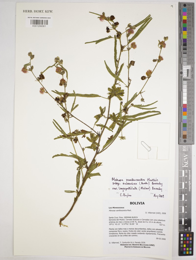 Mimosa xanthocentra var. longepetiolata photo 3