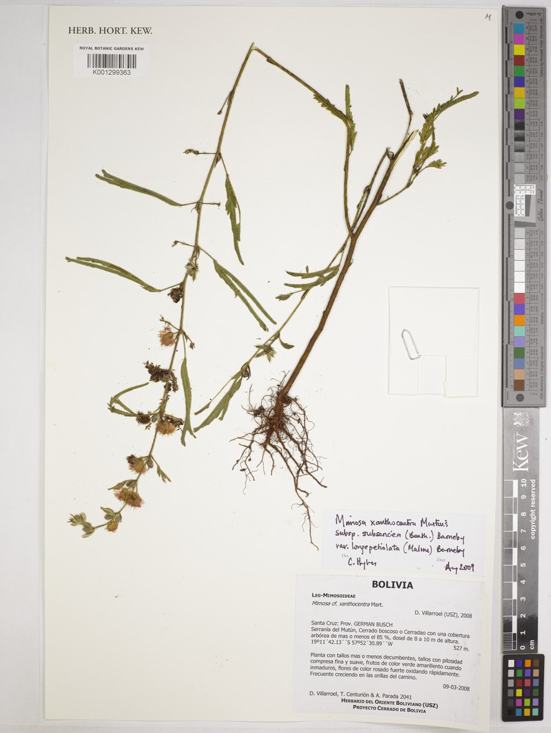Mimosa xanthocentra var. longepetiolata photo 4