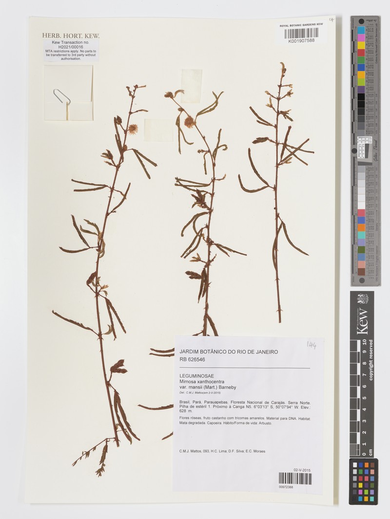 Mimosa xanthocentra var. mansii