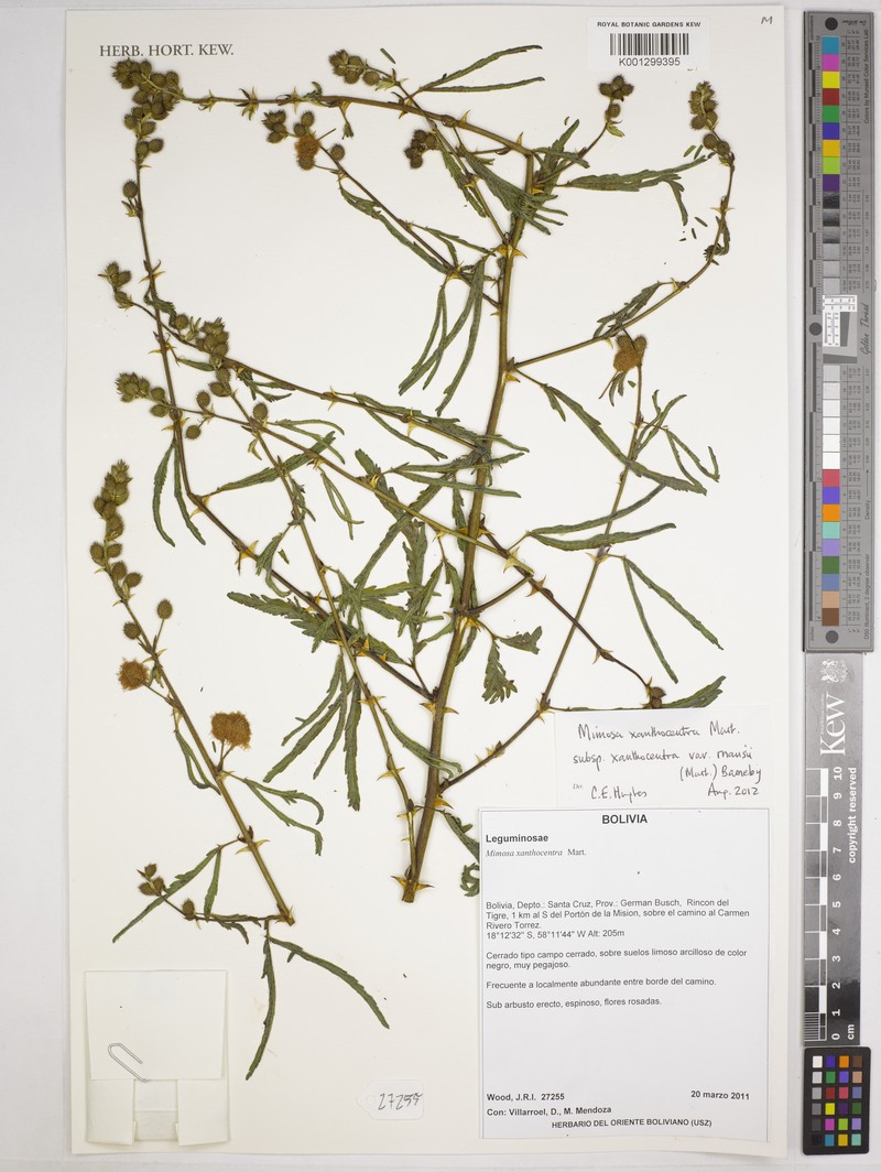 Mimosa xanthocentra var. mansii photo 2