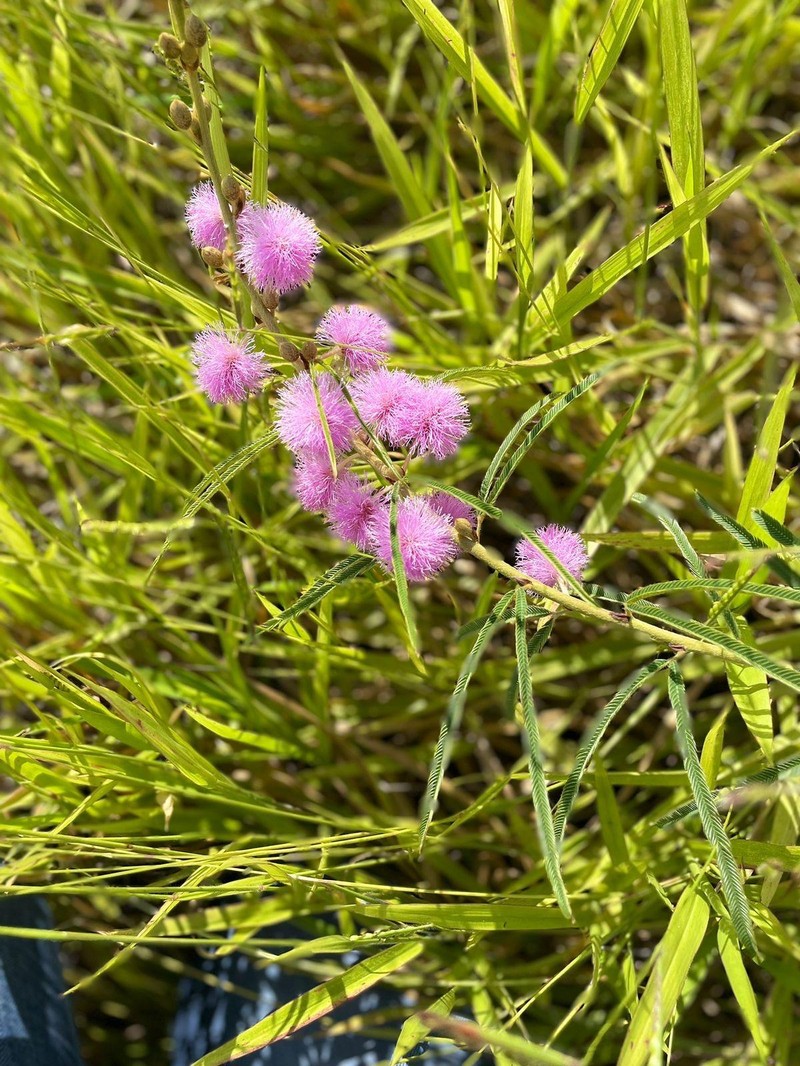 Mimosa xanthocentra var. subsericea photo 2