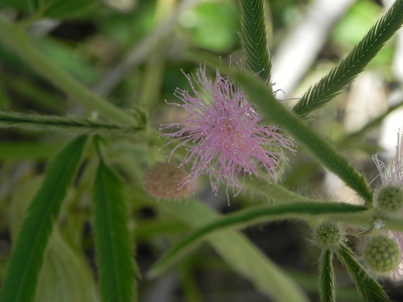 Mimosa xanthocentra var. subsericea photo 3