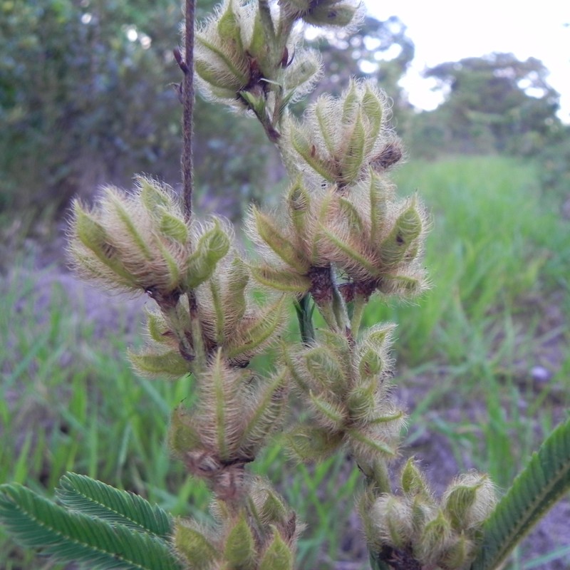 Mimosa xanthocentra var. subsericea photo 4