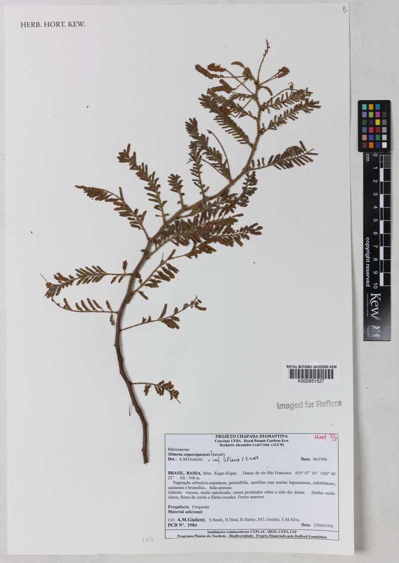 Mimosa xiquexiquensis