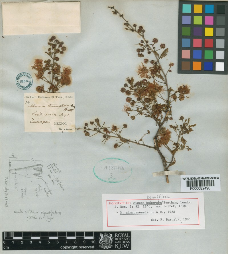 Mimosa zimapanensis