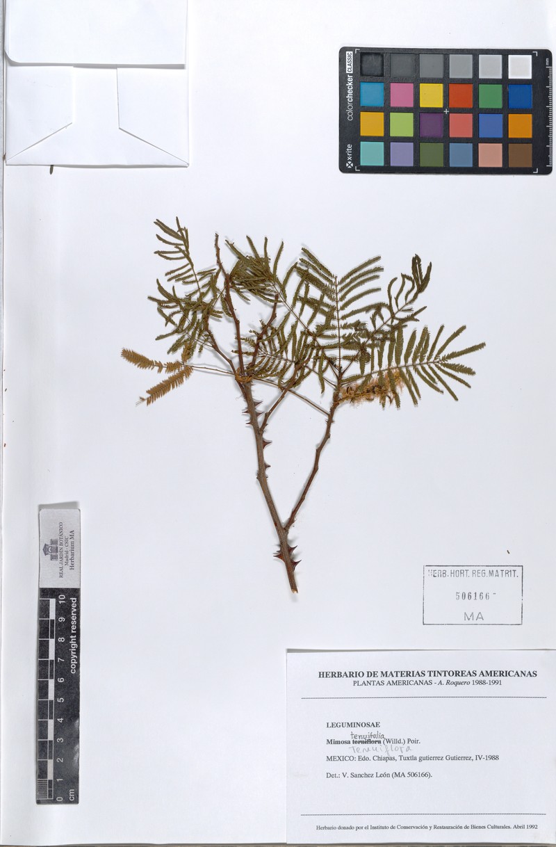 Mimosa zimapanensis photo 2