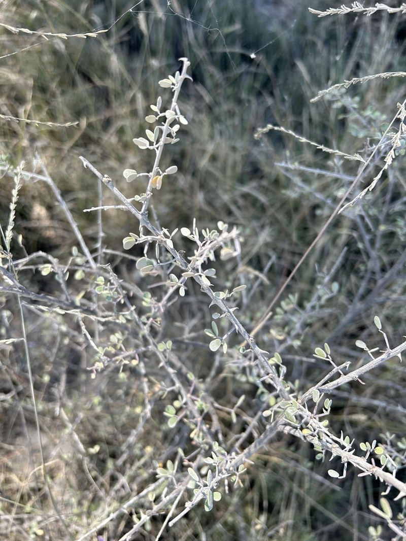 Mimosa zygophylla