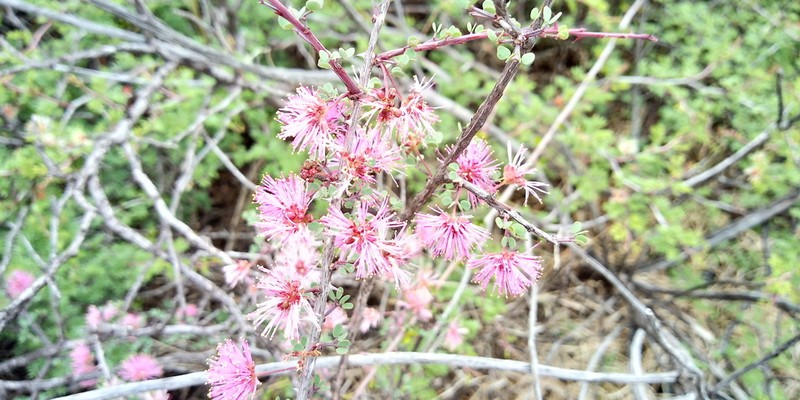 Mimosa zygophylla photo 2