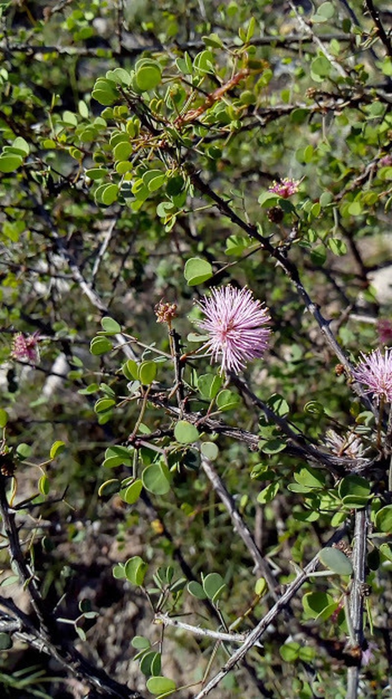 Mimosa zygophylla photo 3