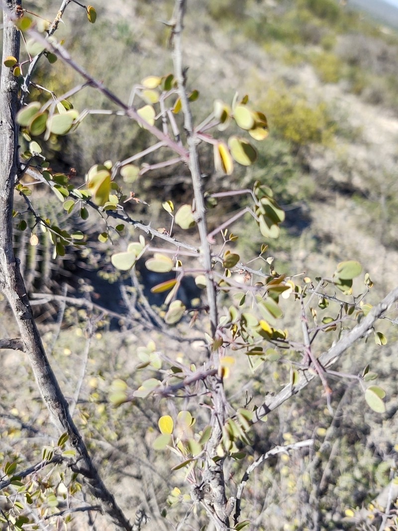 Mimosa zygophylla photo 4