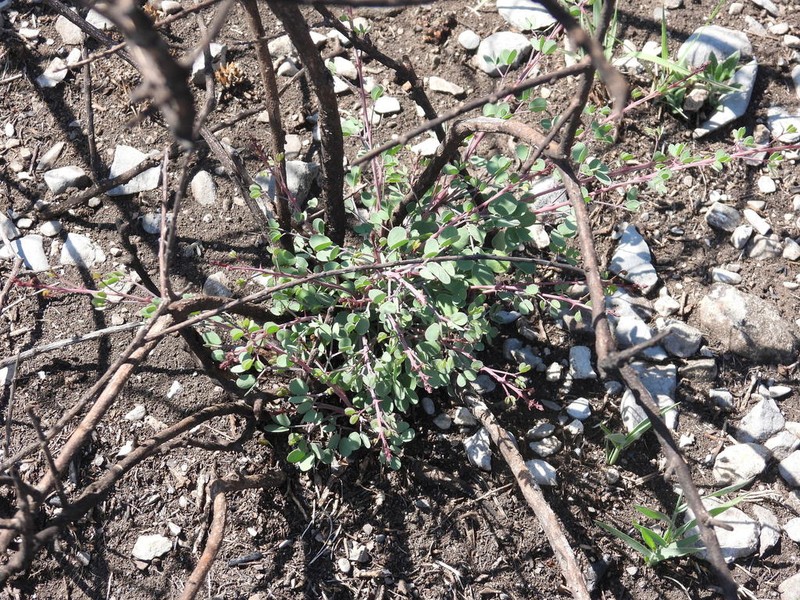 Mimosa zygophylla photo 6