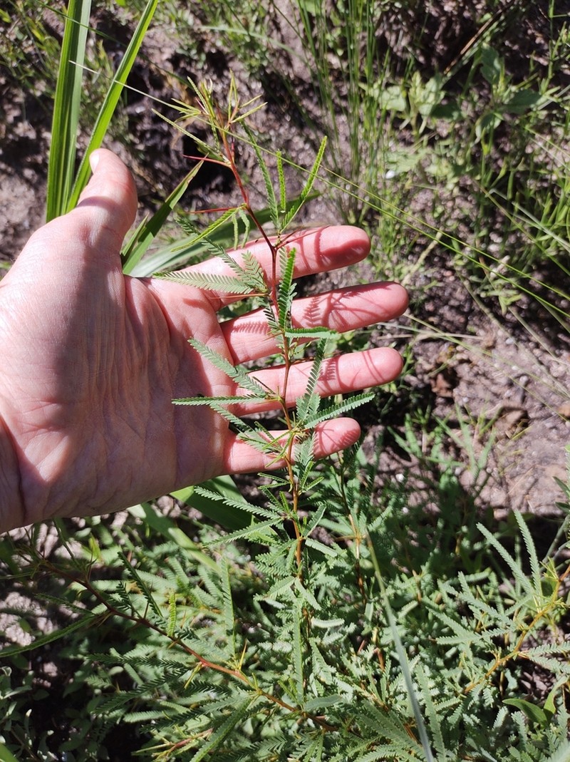 Mimozyganthus carinatus