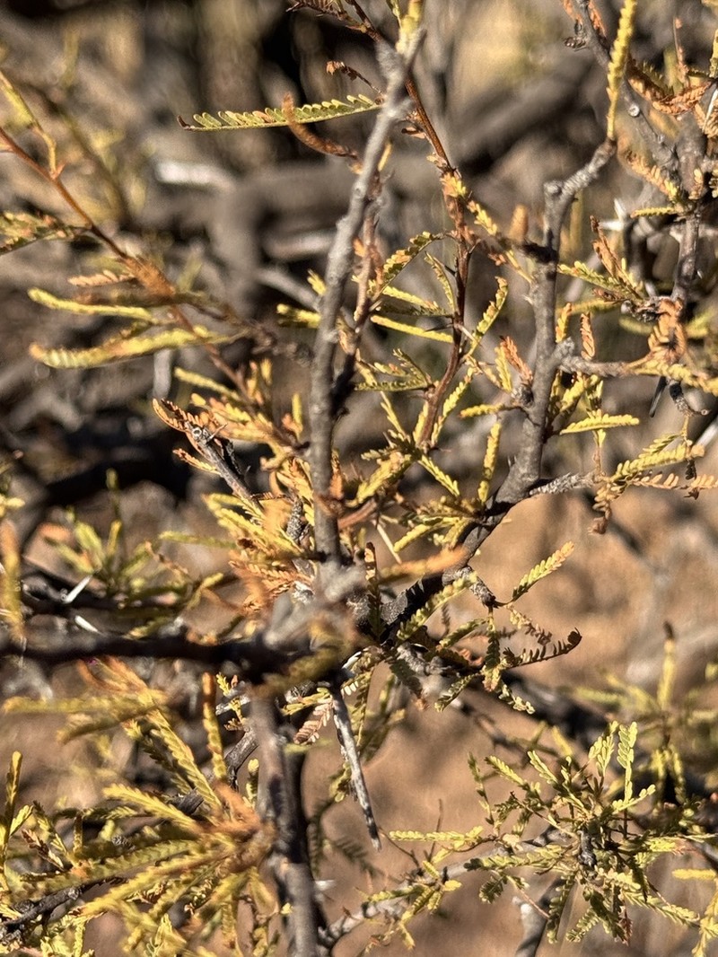 Mimozyganthus carinatus photo 4
