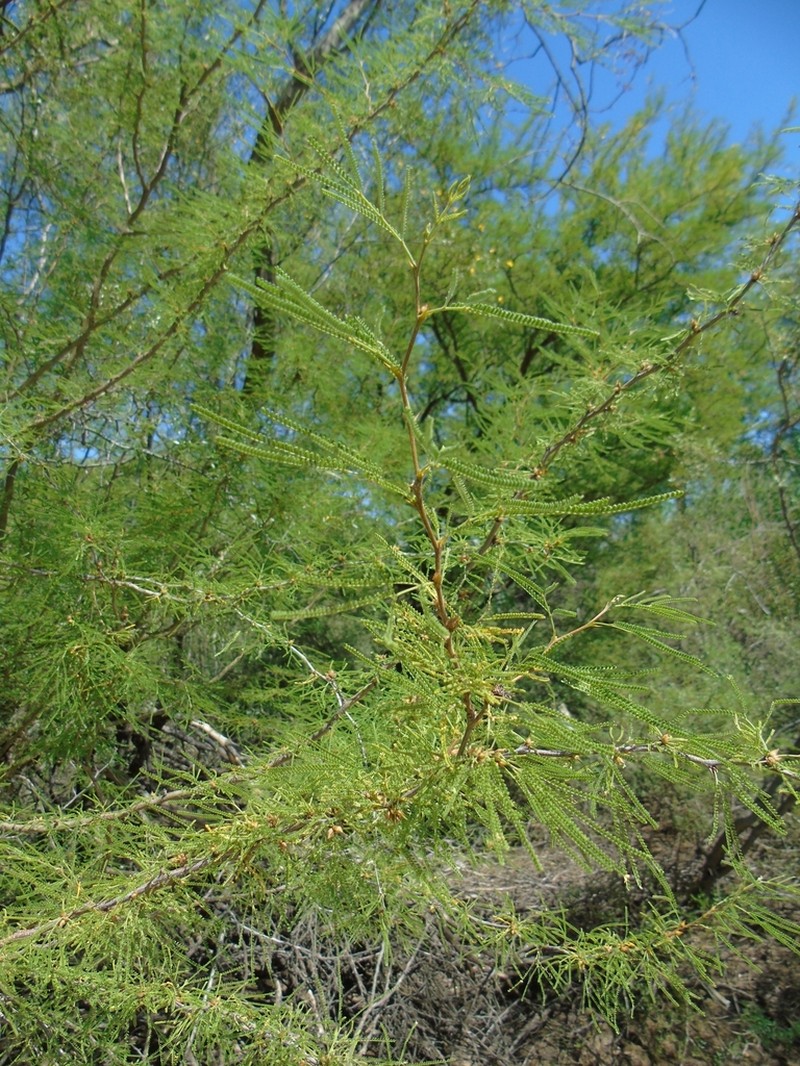 Mimozyganthus carinatus photo 5